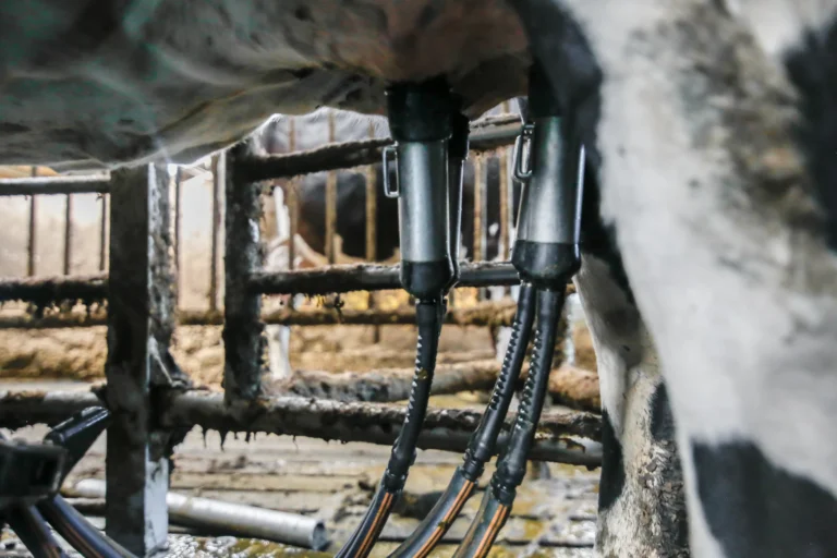 Een koe in de stal aangesloten op een automatische melkrobot van crosscare met tepelbekers aan de uiers voor desinfectie.